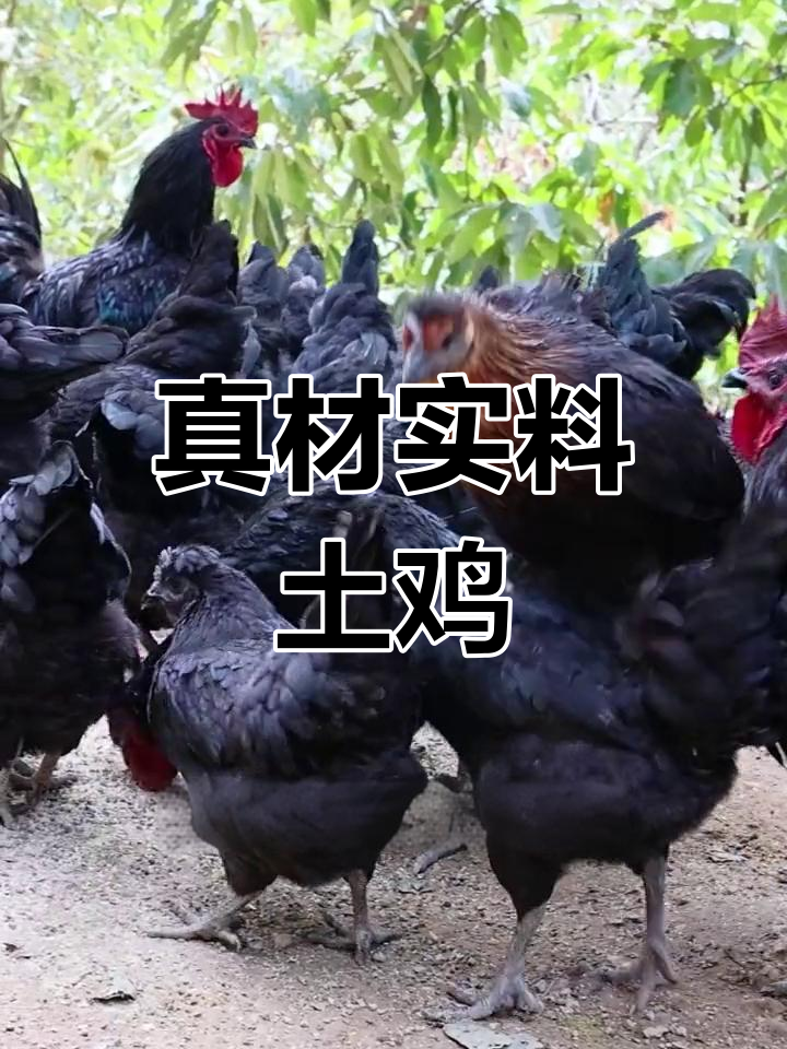 真正的散养乌鸡,味道鲜美无比!市面上越来越难寻