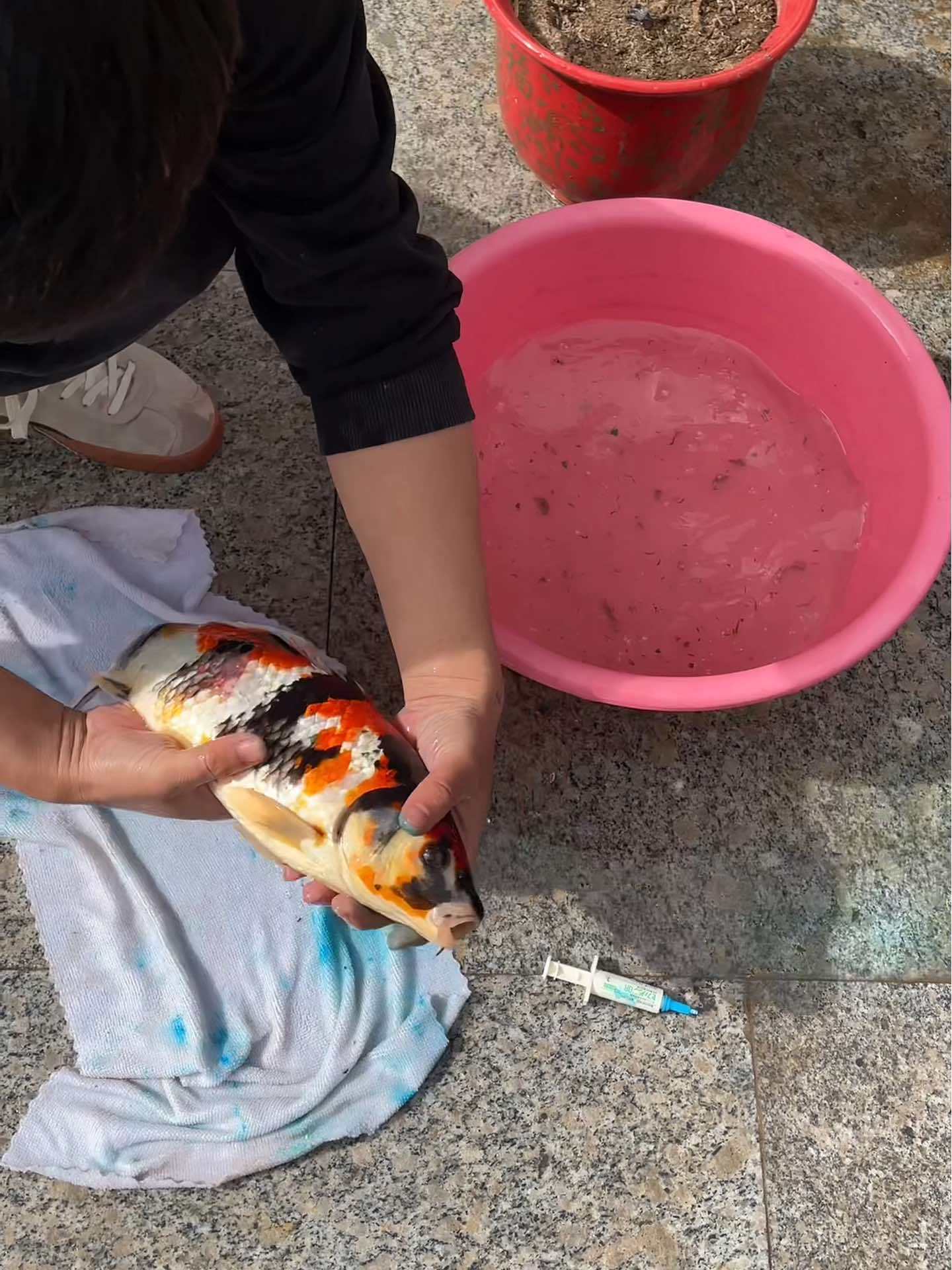 锦鲤烂嘴看尾炸鳞处理方法 锦鲤 锦鲤鱼 养鱼日记 养鱼养心 水族