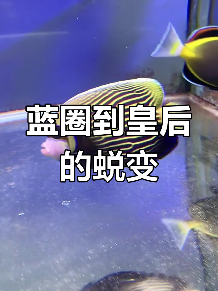 皇后神仙鱼的华丽变身与领地意识