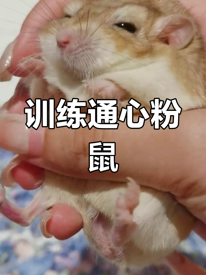 通心粉鼠的驯化过程,从乱转到上手