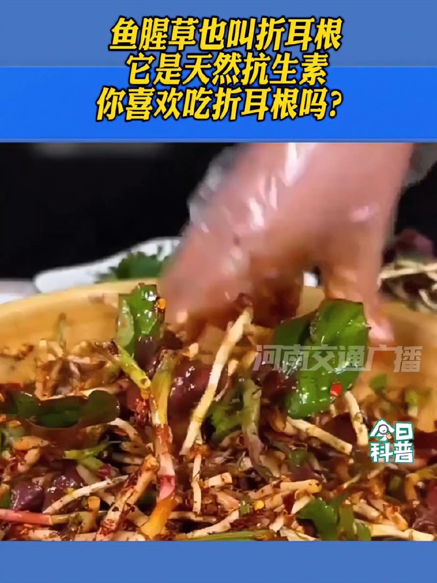 鱼腥草也叫折耳根,它是天然抗生素,你喜欢吃折耳根吗?(来源@央视频)