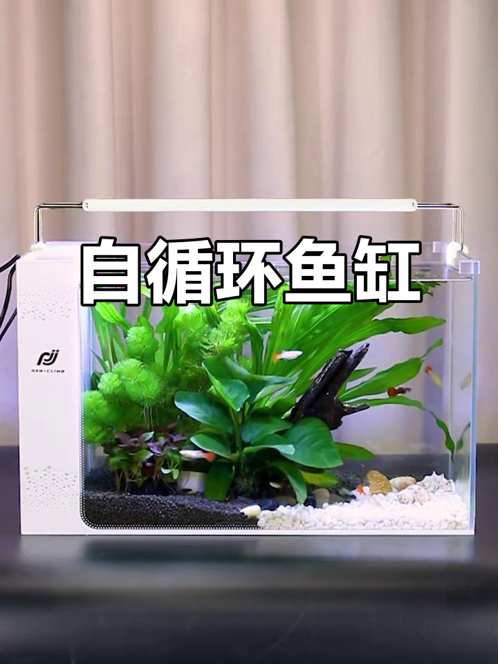 创意水族箱，免换水设计，适合客厅懒人养金鱼