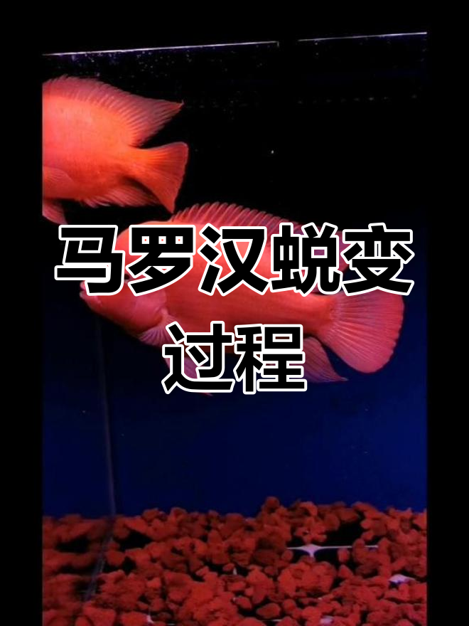 红马罗汉鱼一年成长记录