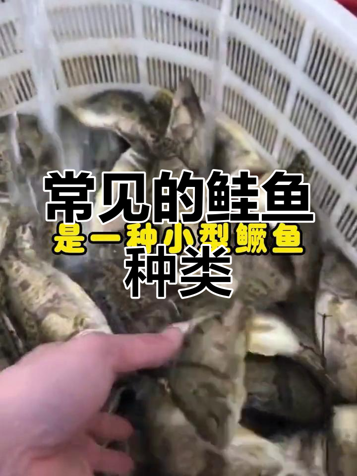 鲑鱼八种常见品种,你了解吗?