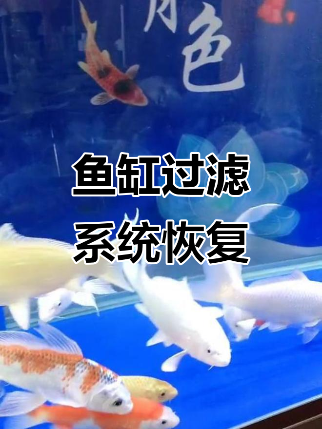 鱼便收集器故障排查与修复，水泵恢复正常工作