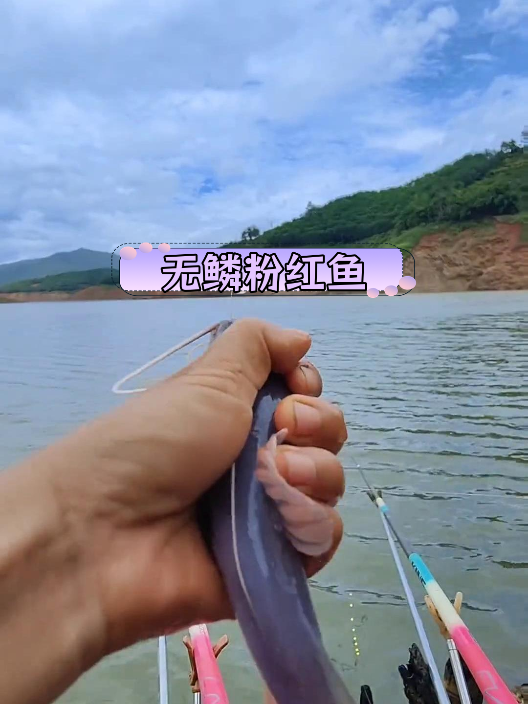 这是什么鱼?粉色无鳞,胡须长还叫个不停