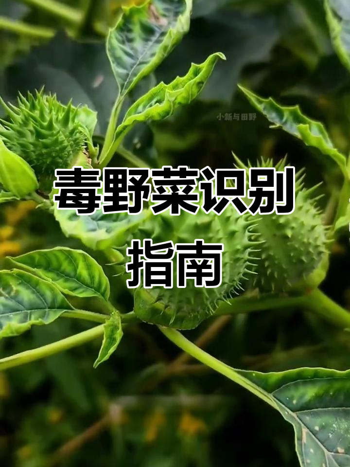 春季野菜大揭秘,13种有毒植物你认识吗?