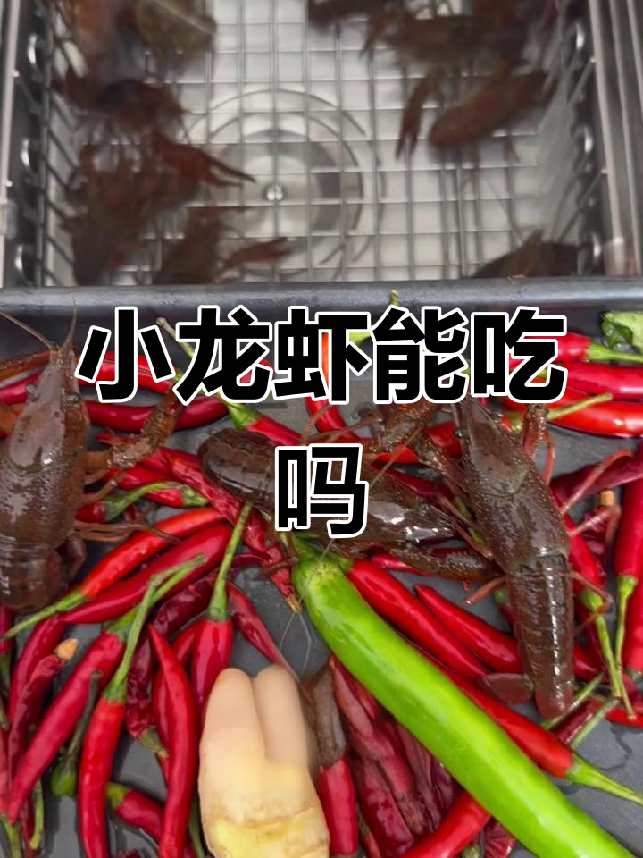 小龙虾到底能不能吃?清水养殖的秘密大揭秘