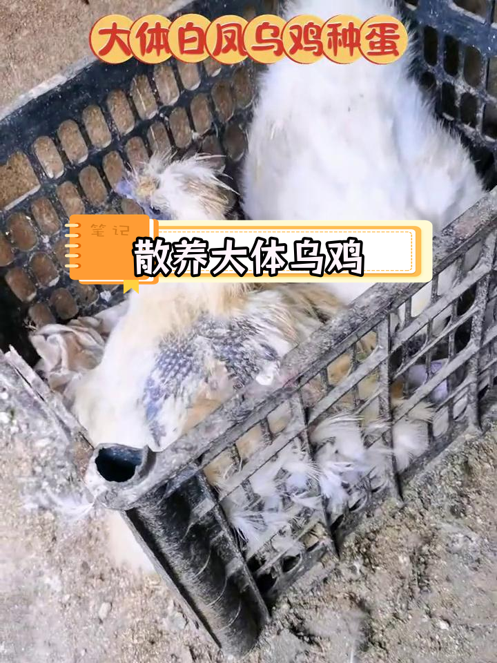 大体白凤乌鸡养殖全纪录,母鸡产蛋忙