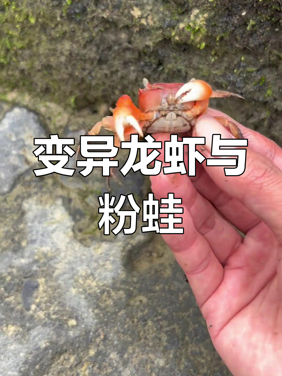 河边惊现变异龙虾,粉色青蛙和迷你草鱼也来了!