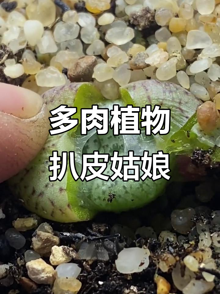 这是多肉植物中的“扒皮姑娘”,独特又神秘,养护秘籍大揭秘