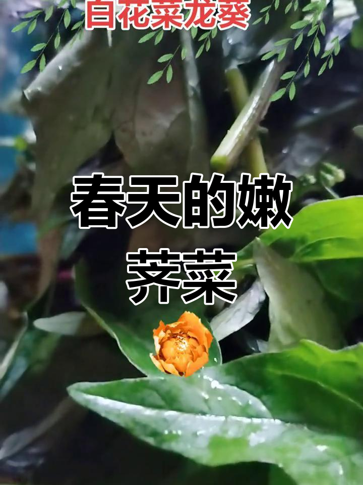 春天最养人的野菜,嫩荠菜的神奇功效与美味