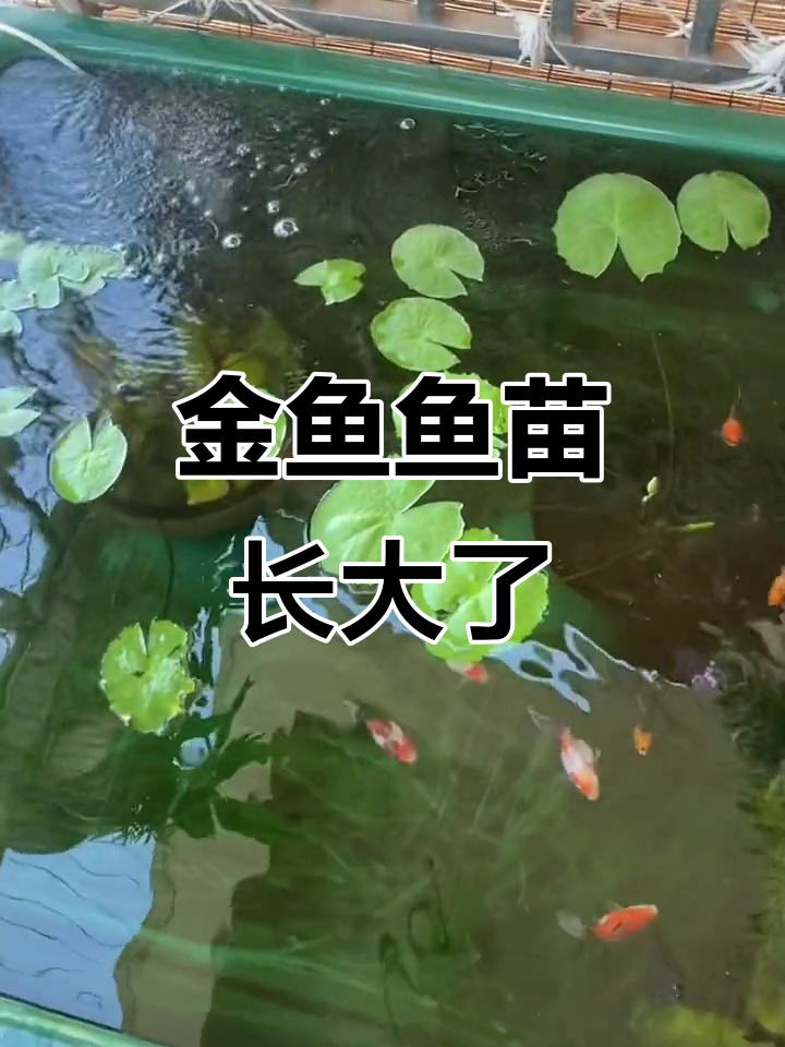 百褶裙泰狮金鱼鱼苗成长记,萌宠出道计划