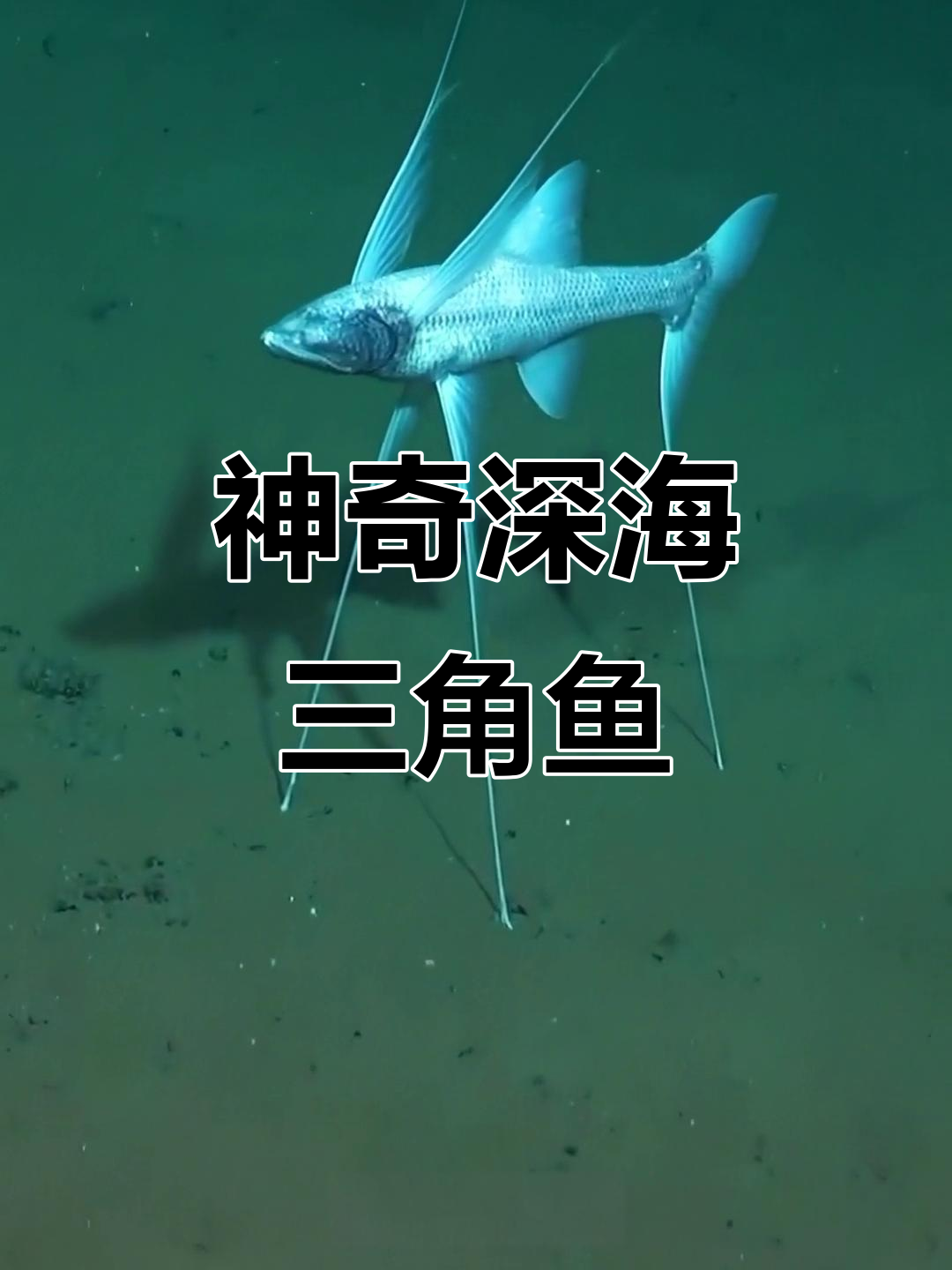 深海三角鱼:站立超一米,猎食方式竟如此奇特