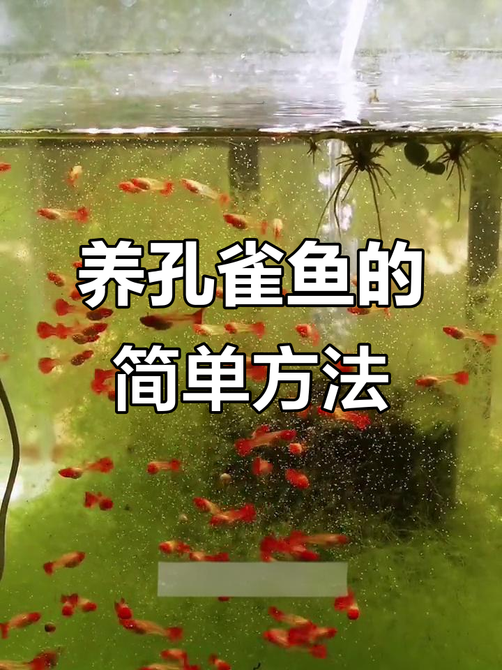 鸿运当头孔雀鱼养殖技巧,轻松上手不折腾