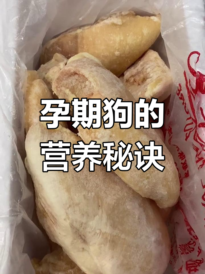 给怀孕狗狗吃营养鸡胸肉,确保宝宝健康发育