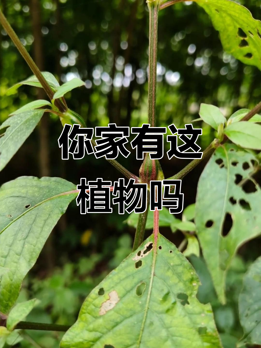 你的家乡有这种神奇植物吗?它竟然有这么多的用途!