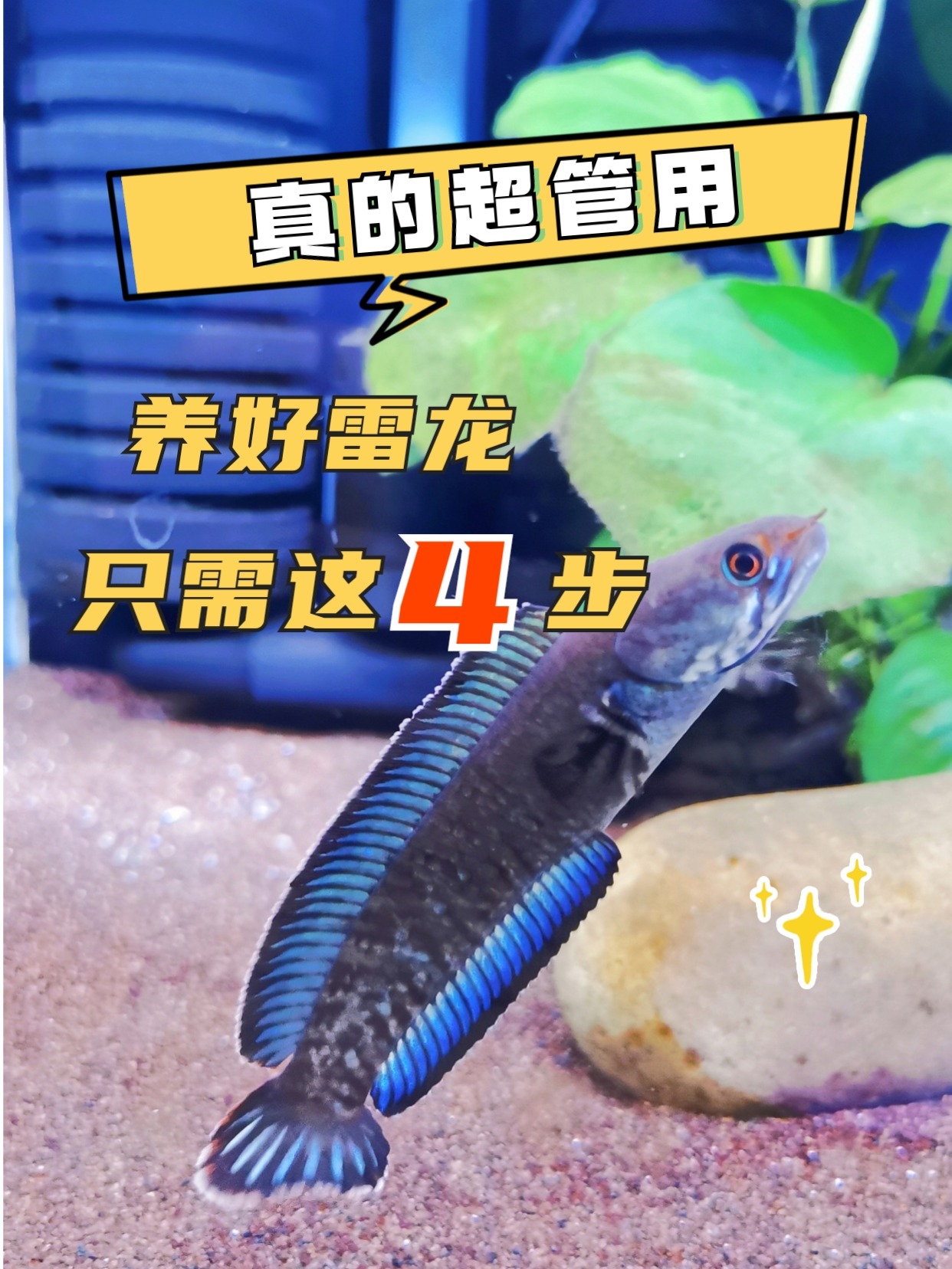 轻松养好雷龙,只需注意这4点