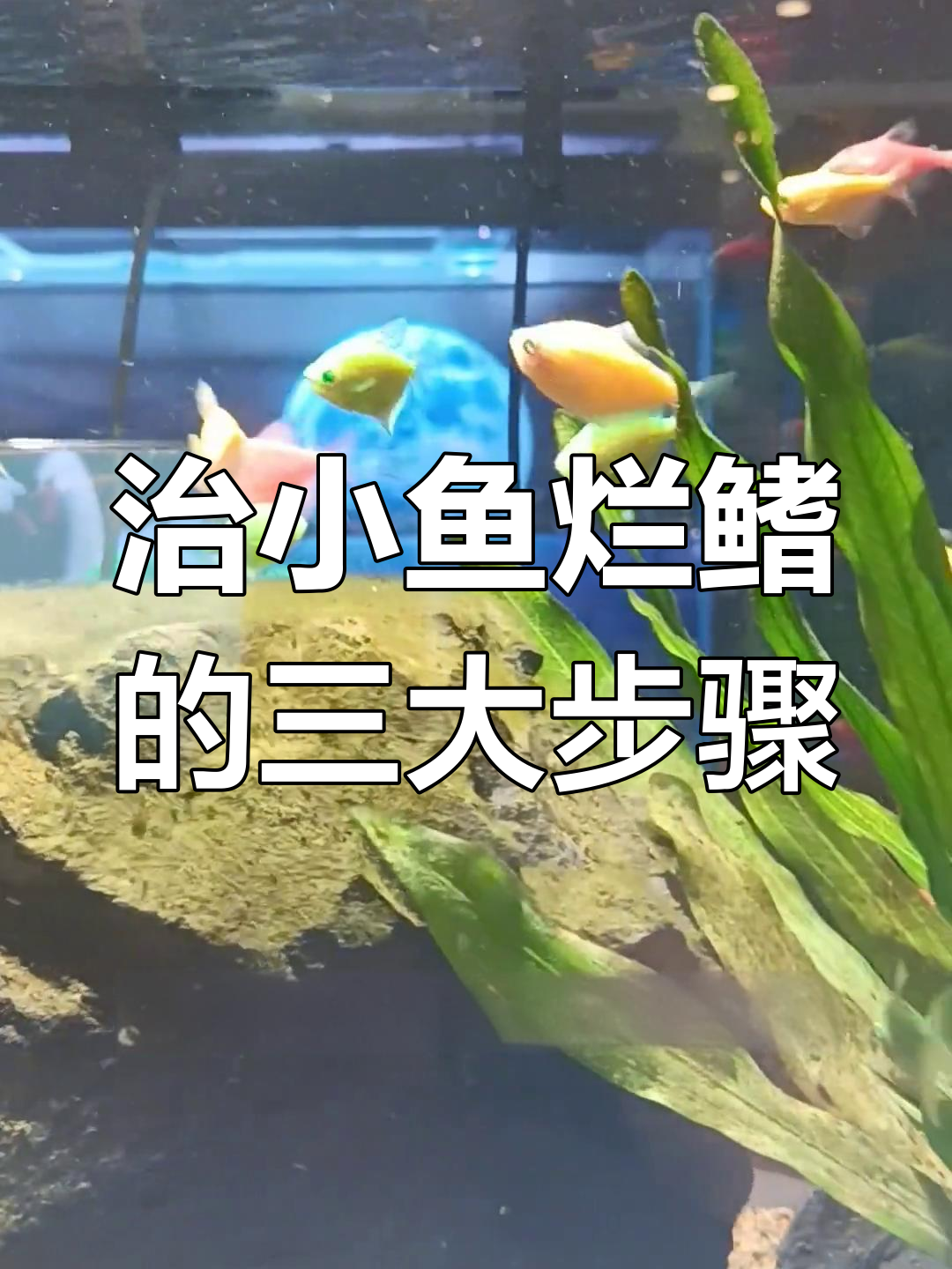 小鱼烂鳍、烂尾怎么办?三步搞定水质改善