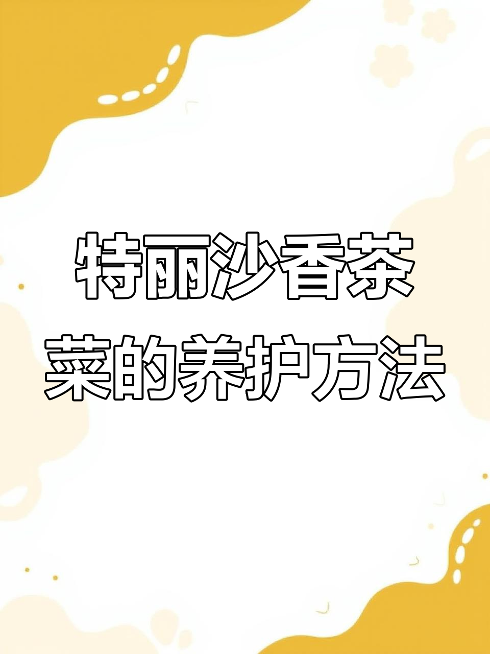 特丽莎香茶菜养护全攻略,轻松掌握这些技巧