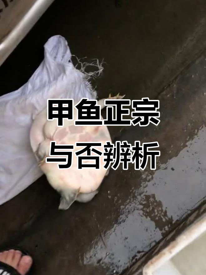 正宗与半野甲鱼大揭秘,底板差异一眼识破