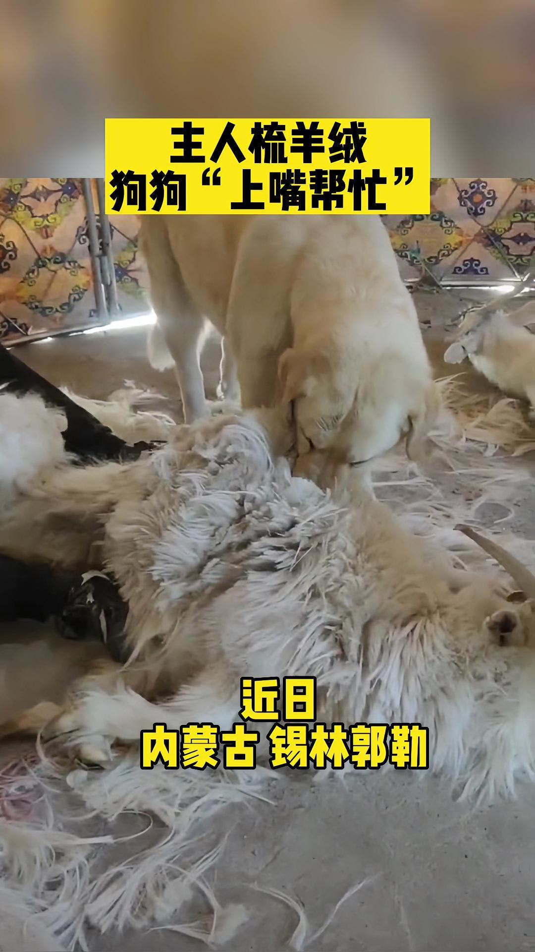 主人梳羊绒,狗狗“上嘴帮忙” 没有一口狗粮是白吃的 薅羊毛 打工狗 @乌道道