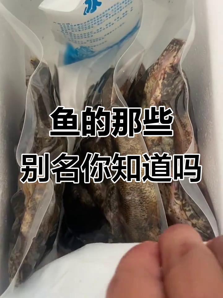 你知道这种鱼有多少种叫法吗？从大众到小众一网打尽