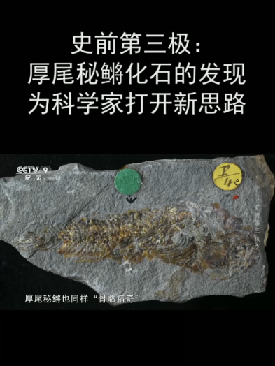 史前第三极:厚尾秘鳉化石的发现为科学家打开新思路