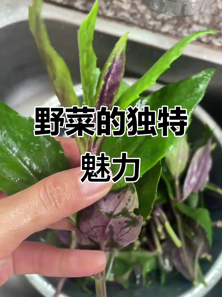 广东人偏爱野菜,蒜蓉炒制,营养丰富,清热消肿效果显著