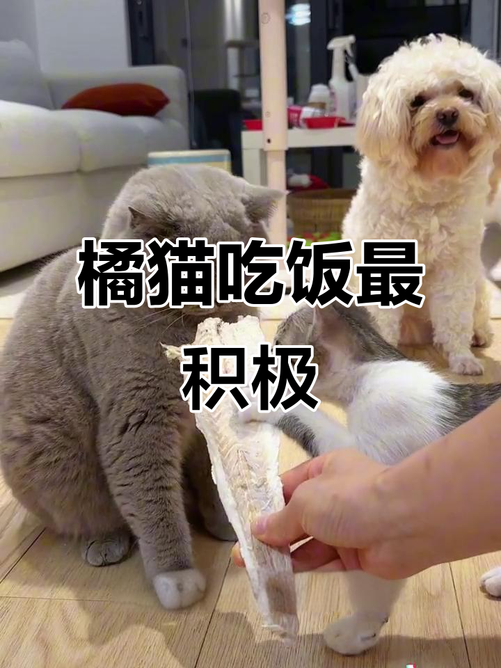 橘猫抢着吃鳕鱼冻干,吃得超积极