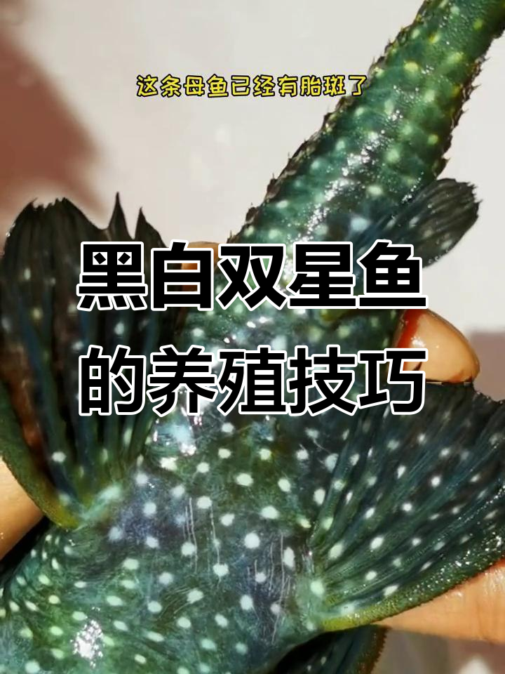 黑白双星异型鱼养护全攻略:从鳍到繁殖,一步步教你如何照顾它们