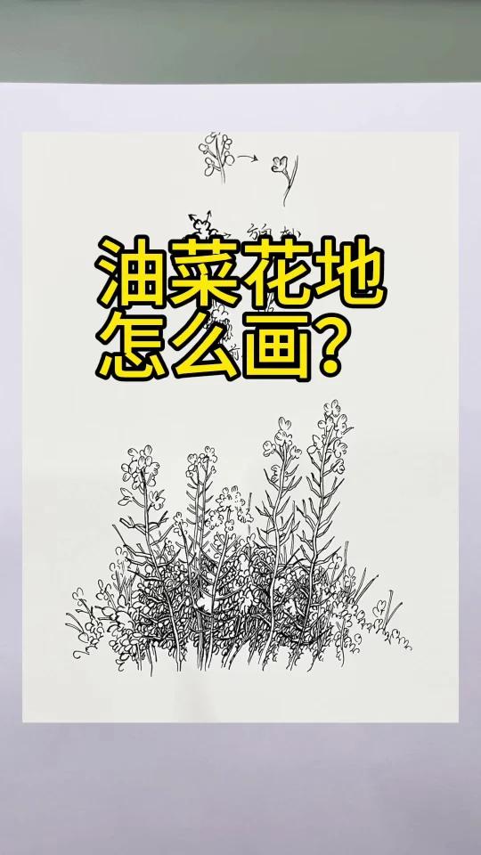 油菜花地怎么画「有用」