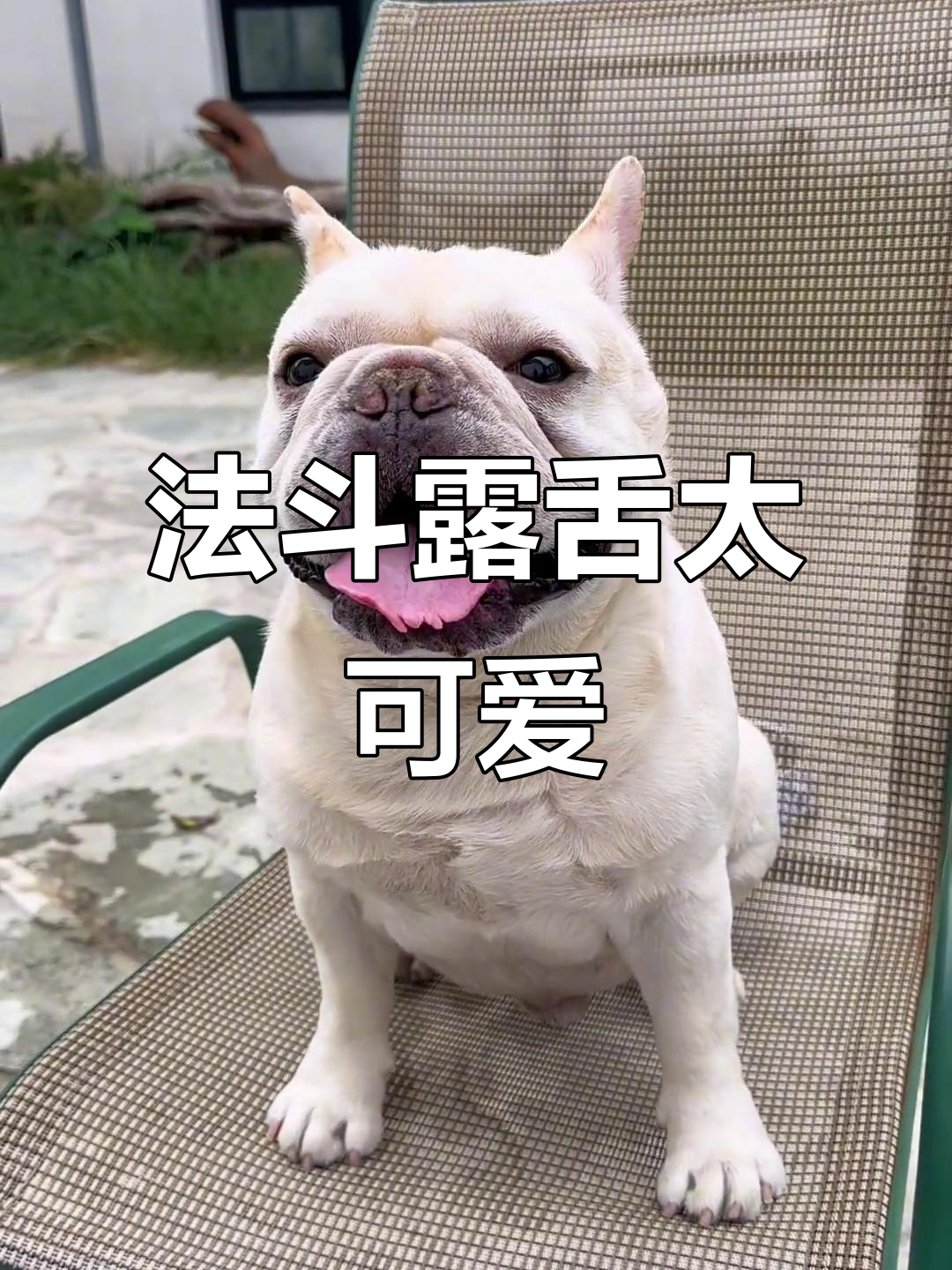 法国斗牛犬露出鸡冠子舌头，萌态十足！