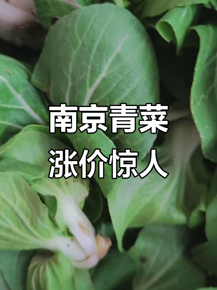 南京青菜价格暴涨,从一块五到八块只需两个月