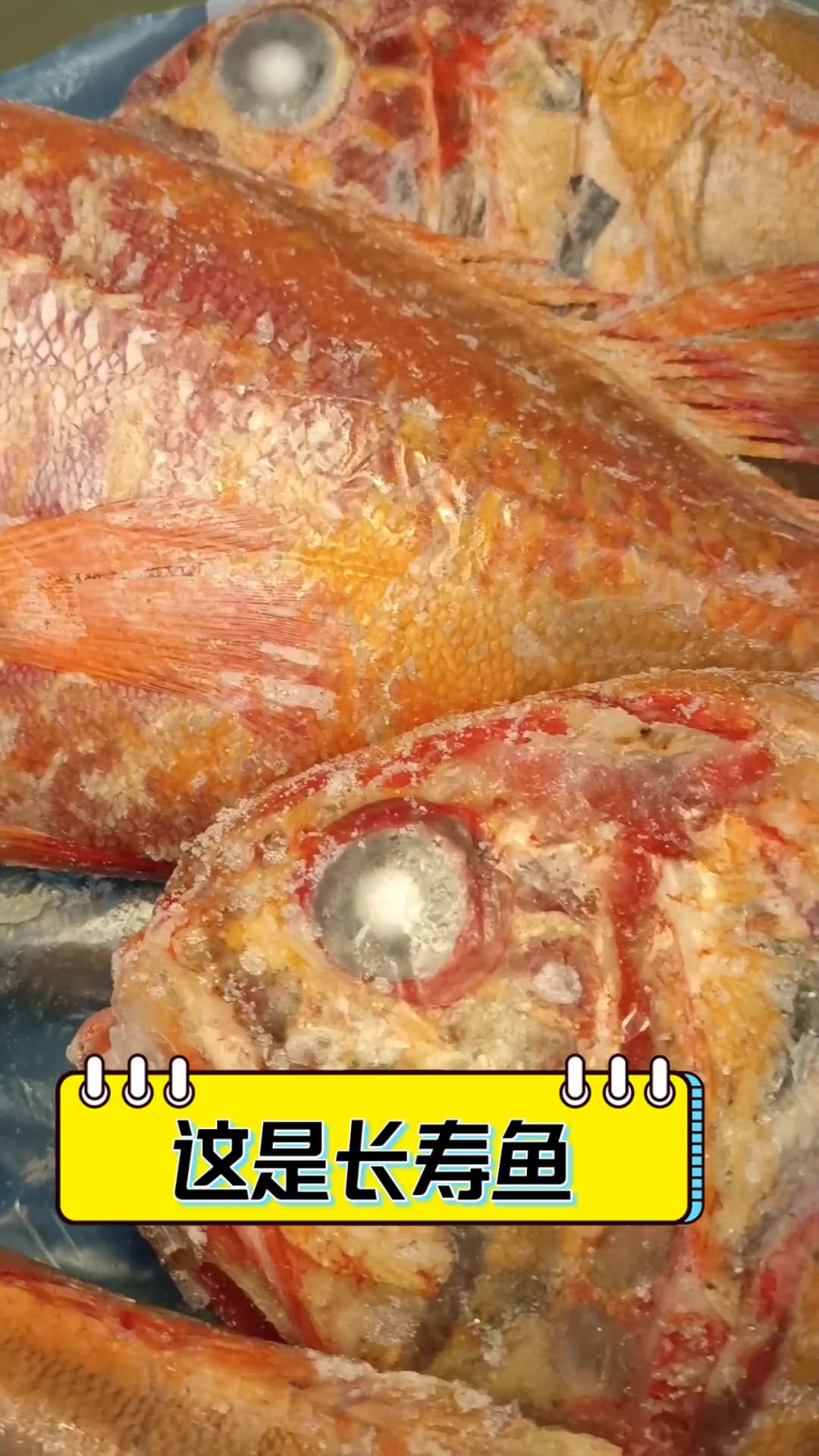 这是长寿鱼
