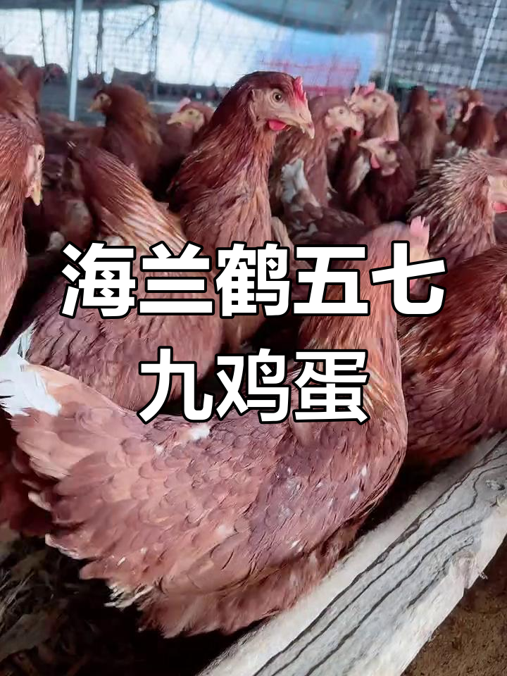 支持农村养殖,海兰鹤大母鸡产蛋王等你带回家