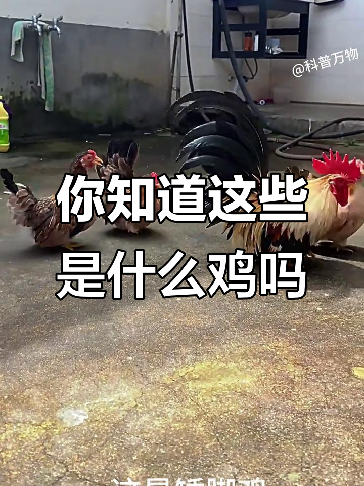 各种鸡的品种大揭秘：从野鸡到孔雀鸡，你了解吗？