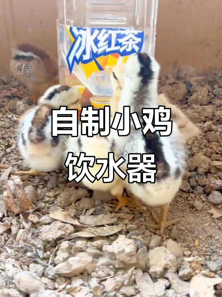 小鸡饮水器DIY教程,轻松制作畅饮版