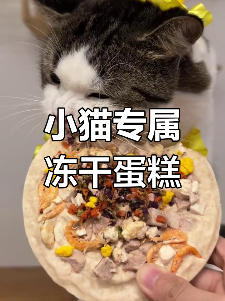 猫咪生日蛋糕大揭秘,鸡肉鸭肉蛋黄奶酪全都有