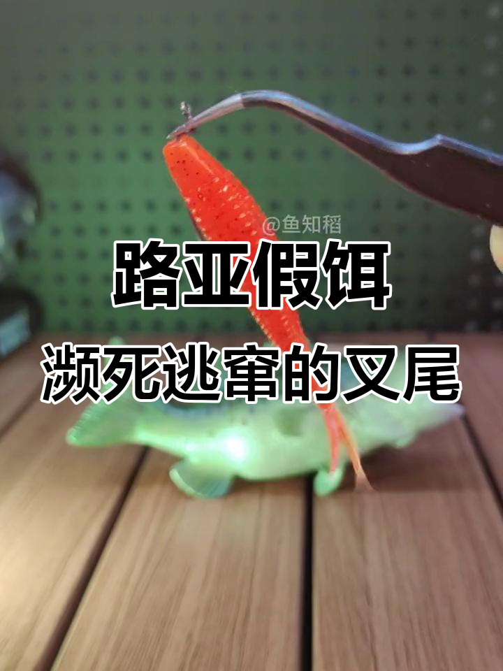 叉尾鱼必备路亚饵,逃窜小鱼让你信心倍增