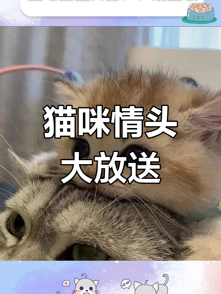猫咪情侣头像来袭,快来挑选你的最爱!