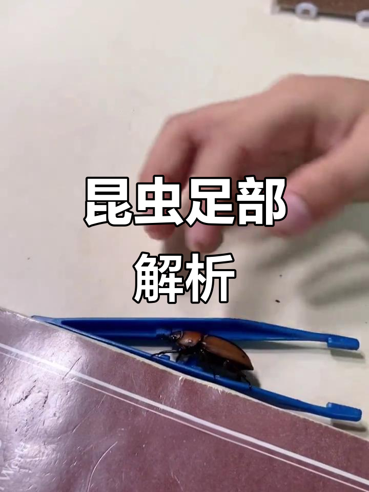 昆虫的脚各有名称,了解一下吧!