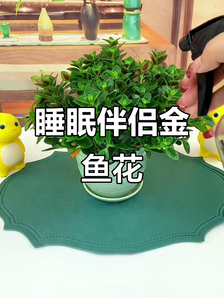 金鱼吊兰:美观又好养,夜晚释放氧气助眠,家里有它更健康