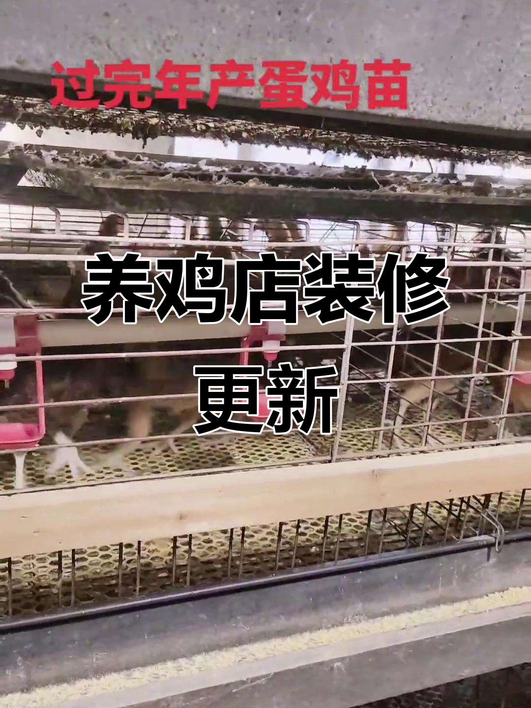 门店装修进行中,养鸡场新品上线!