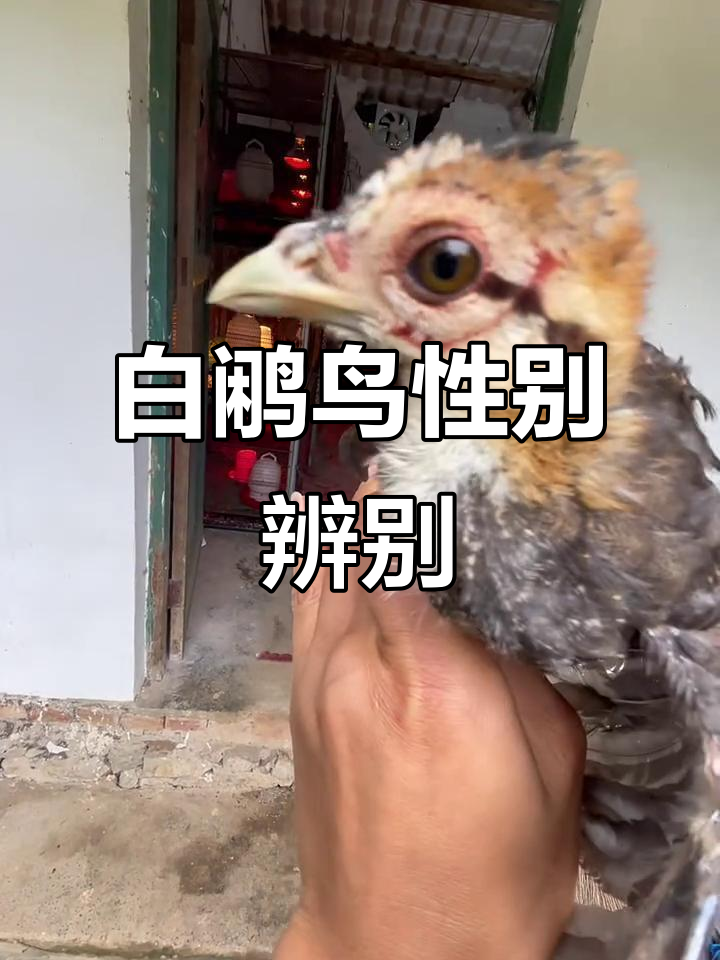 一只月龄白鹇鸟,公母如何分辨?