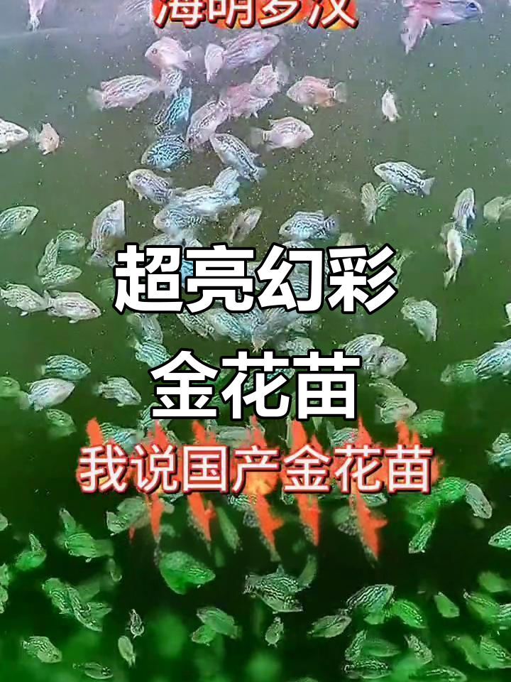 幻彩火凤金花苗，超亮拉线惊艳登场