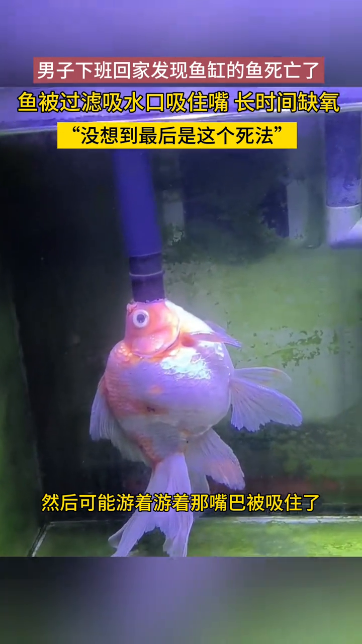 男子发现鱼缸的鱼死了,鱼被过滤吸水口吸住嘴,长时间缺氧