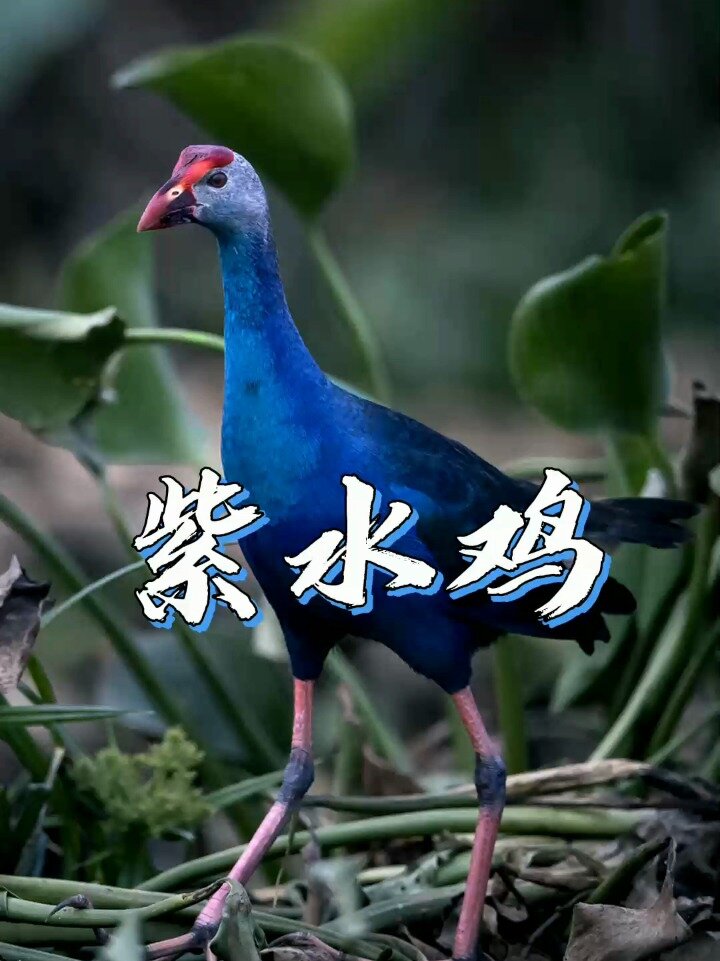 美丽紫水鸡