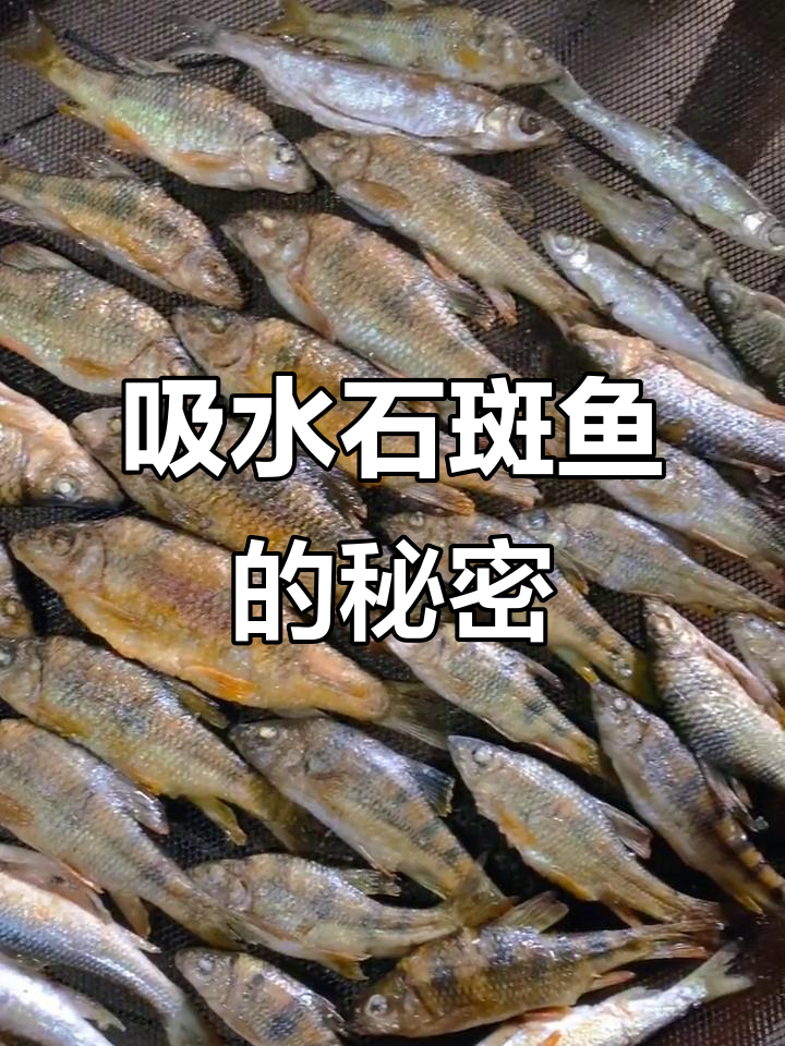 正宗溪石斑鱼,鲜嫩美味,水质越高肉质越美