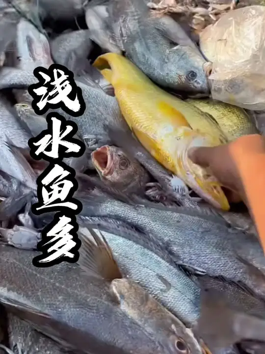 米鱼和黄鱼,哪个才是浅海鱼季的最佳选择?